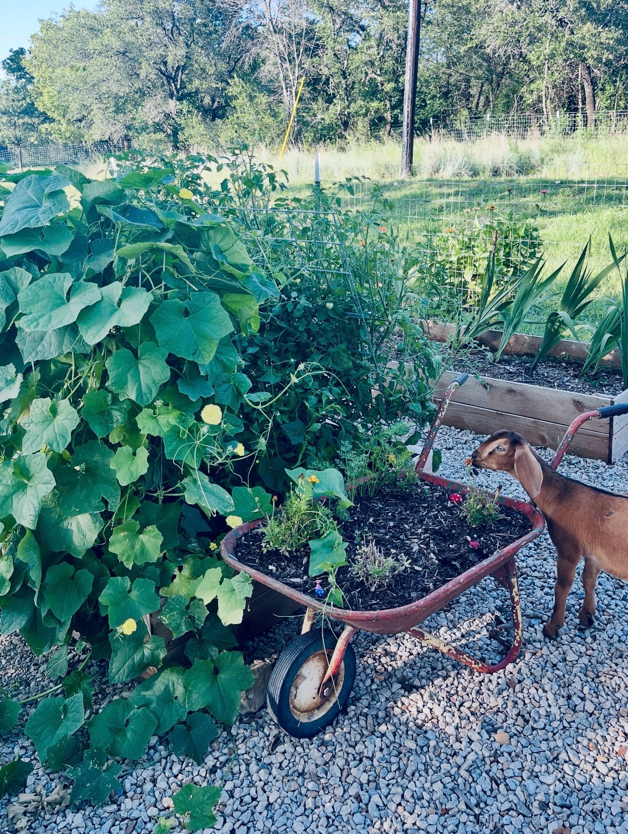 “Goat in the Garden" Goat Milk Soap